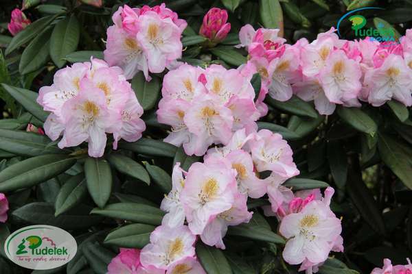 Rhododendron Brigitte